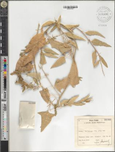 Atriplex sp.