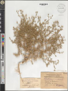 Ceratocarpus arenarius L.