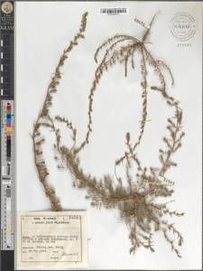 Ceratocarpus arenarius L.