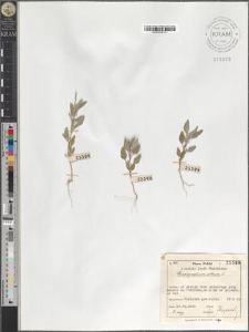 Chenopodium album L.