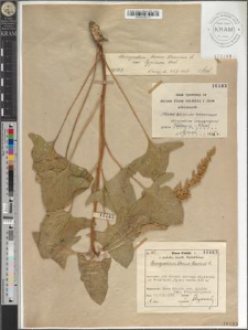 Chenopodium bonus Henricus L. var. typicum Beck.