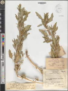 Chenopodium glaucum L. var. typicum Beck. fo. robustum Zap.