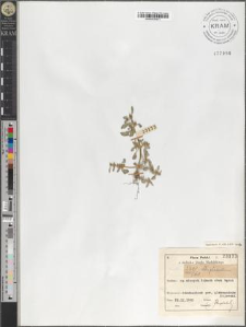 Chenopodium glaucum L.