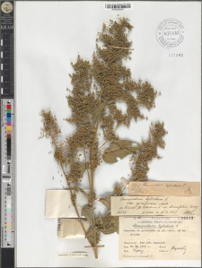 Chenopodium hybridum L. var. cymigerum Neilr./ var. diversifolium Ludwig.