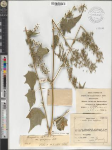 Chenopodium hybridum L. var. cymigerum Neilr.