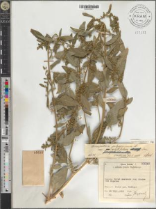 Chenopodium polyspermum L. var. acutifolium Sm.