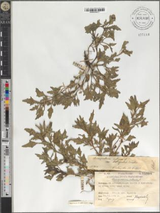 Chenopodium rubrum L. var. botryodes Sonder