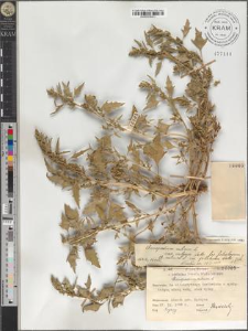 Chenopodium rubrum L. var. vulgare Wallr. fo. foliolosum