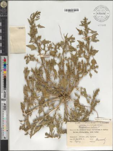 Chenopodium rubrum L. var. vulgare Wallr. fo. foliolosum