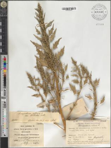 Chenopodium rubrum L. var. blitoides Wallr.