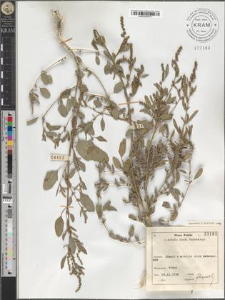 Chenopodium strictum