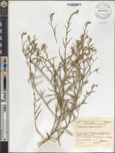 Corispermum hyssopifolium L.