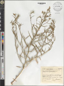 Corispermum hyssopifolium L.