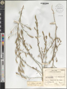 Corispermum leptopterum (Asch.) Iljin