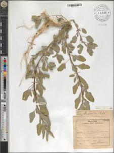 Chenopodium strictum Roth.
