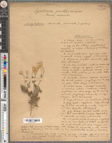 Pyretrum parthenium