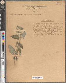 Salvia officinalis