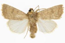 Hoplodrina ambigua