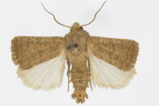 Hoplodrina ambigua
