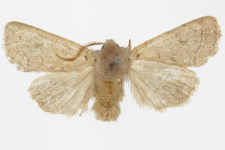 Hoplodrina ambigua