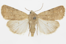 Hoplodrina ambigua