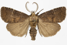 Rusina ferruginea