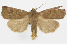 Hoplodrina ambigua