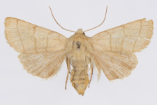 Charanyca trigrammica