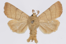 Charanyca trigrammica