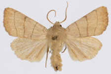 Charanyca trigrammica