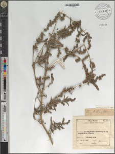 Atriplex oblongifolia W. & K.