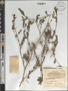 Atriplex oblongifolia W. & K.