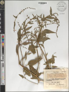 Atriplex patulum L.