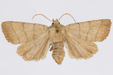 Charanyca trigrammica
