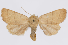 Charanyca trigrammica