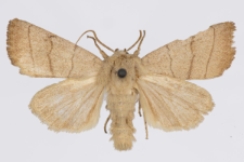 Charanyca trigrammica