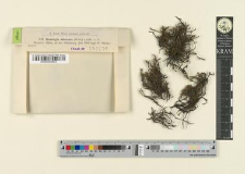 Hedwigia albicans (Web.) Lindb.