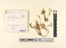 Homaliodendron scalpellifolium (Mitt.) Fleisch.