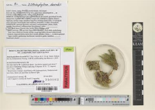 Distichophyllum shevockii B.C.Tan, Ochyra, B.C.Ho & Bedn.-Ochyra
