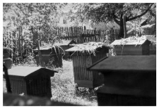 An apiary - wooden beehives