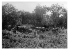 An apiary - wooden beehives