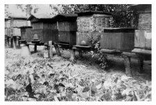 Wooden beehives