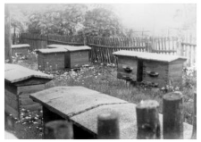 An apiary