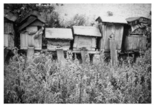 Wooden beehives