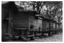 An apiary