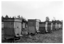 Wooden beehives