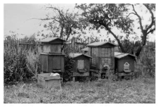 Wooden beehives