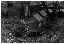 Wooden beehives