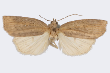 Chilodes maritima