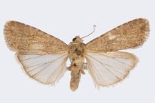 Spodoptera exigua